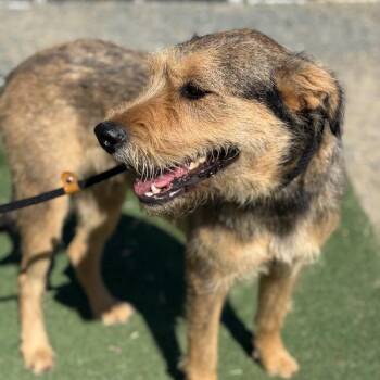 Wire Fox Terrier and Schnauzer Dogs Available for Adoption in San Diego, California - Cappy | PetCurious