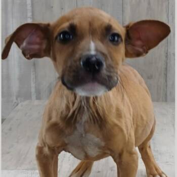 Rescue Pit Bull Terrier Dogs for Adoption in Wilmington, Illinois - Dixie | PetCurious