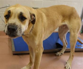 Mixed Breed Dogs Available for Adoption - MONDO | PetCurious