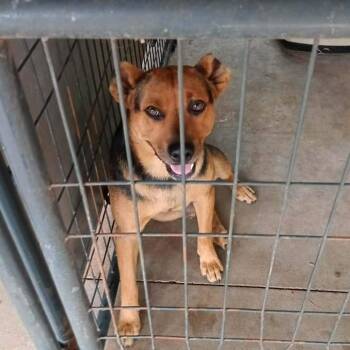 DG -  Shepherd and Mixed Breed Dog for Adoption in Dover, Arkansas - DG | PetCurious
