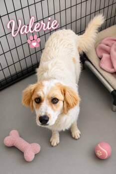 Great Pyrenees Dogs Available for Adoption in Momence, Illinois - Valerie | PetCurious