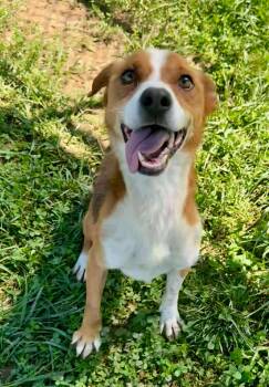 Rescue Beagle Dogs for Adoption in Kimberlin Heights, Tennessee - Echo | PetCurious