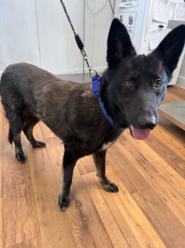 German Shepherd Dog and Mixed Breed Dogs Available for Adoption in Fayetteville, Tennessee - Salem | PetCurious