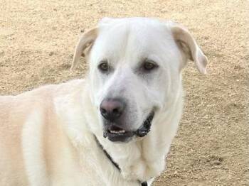 Mixed Breed Dogs Available for Adoption in Georgetown, Texas - Lando | PetCurious