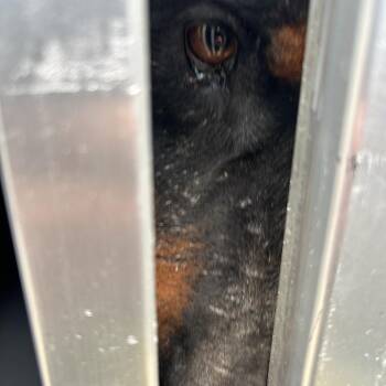 ALABAMA -  Doberman Pinscher Dog Available for Adoption in Greensboro, North Carolina - ALABAMA | PetCurious