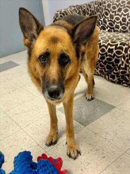 German Shepherd Dog Dogs Available for Adoption in Salinas, California - LUNA | PetCurious