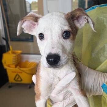 Griff -  Chihuahua and Terrier Dog for Adoption in Nashville, Tennessee - Griff | PetCurious