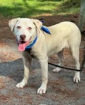Levi -  Labrador Retriever Dog Available for Adoption in Sumter, South Carolina - Levi | PetCurious