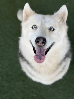 Luna May -  Siberian Husky Dog for Adoption in Sacramento, California - Luna May | PetCurious