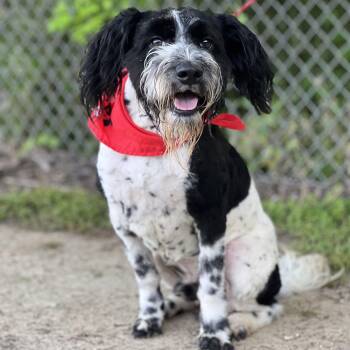 Poodle and English Springer Spaniel Dogs Available for Adoption in Madisonville, Texas - Darwin  | PetCurious