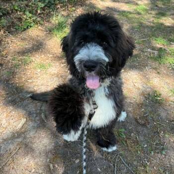 Bernese Mountain Dog and Poodle Dogs Available for Adoption in Wilmington, Delaware - Thor | PetCurious