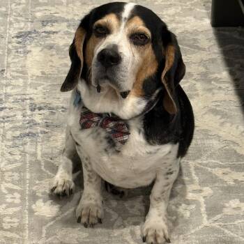 Mortimer fka Benny -  Beagle and Beaglier Dog for Adoption in Mahwah, New Jersey - Mortimer Fka Benny | PetCurious