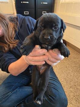 Labrador Retriever and Pit Bull Terrier Dogs Available for Adoption in Gold Beach, Oregon - Flint | PetCurious