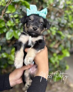 Poodle and German Shepherd Dog Dogs Available for Adoption in South El Monte, California - Patsy | PetCurious