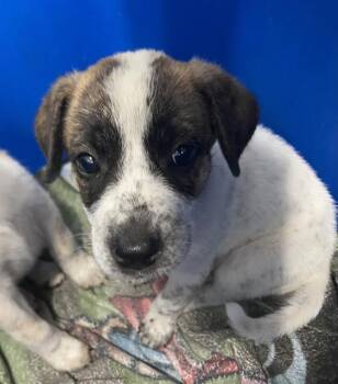 SNOOP -  Mixed Breed Dog for Adoption in Dallas, Texas - SNOOP | PetCurious