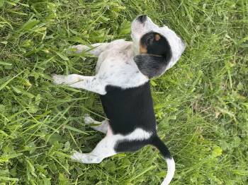 Paprika -  Beagle and Miniature Dachshund Dog for Adoption in Iron Ridge, Wisconsin - Paprika | PetCurious