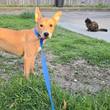 Australian Kelpie Dogs Available for Adoption in Pottsboro, Texas - Lucy | PetCurious
