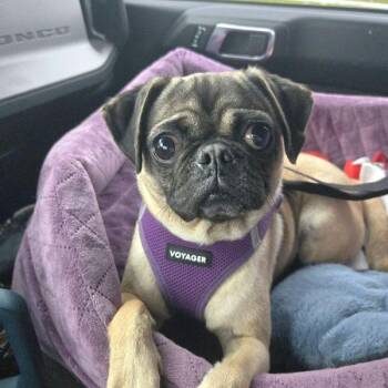 Kora -  Pug Dog Available for Adoption in Alvin, Texas - Kora | PetCurious