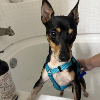 Subaru -  Rat Terrier Dog for Adoption in Alafaya, Florida - Subaru | PetCurious