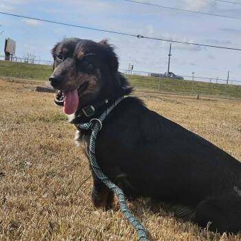 Dachshund Dogs Available for Adoption in Beaumont, Texas - Harley Dee | PetCurious