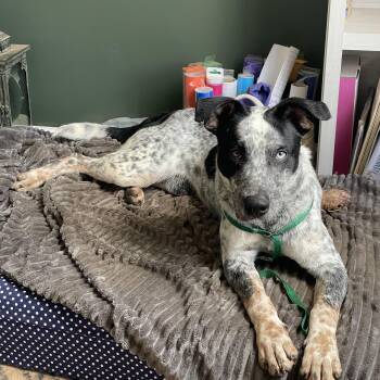 Australian Cattle Dog Blue Heeler and Border Collie Dogs Available for Adoption - Maverick | PetCurious