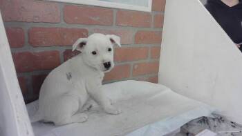 Dogo Argentino and Mixed Breed Dogs Available for Adoption in Houston, Texas - IVY | PetCurious