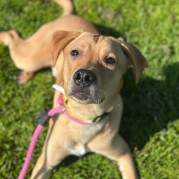 German Shepherd Dog and Siberian Husky Dogs Available for Adoption in Philadelphia, Pennsylvania - Spice | PetCurious