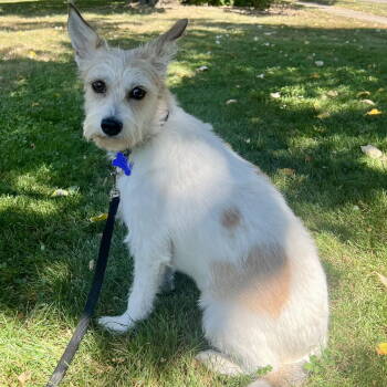 Rescue Jack Russell Terrier Dogs for Adoption in Cincinnati, Ohio - Lorelai Gilmore | PetCurious