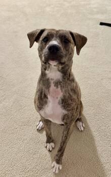 Rescue Black Mouth Cur Dogs for Adoption in Union Grove, Wisconsin - Lilah | PetCurious