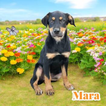 Rescue Shepherd and Mixed Breed Dogs for Adoption in Chuckey, Tennessee - Mara - SC | PetCurious
