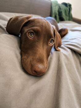 Brownie -  Doberman Pinscher and Labrador Retriever Dog for Adoption in Pleasant Hill, California - Brownie | PetCurious