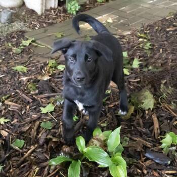 Lorelai -  Labrador Retriever and Mixed Breed Dog for Adoption in Mckean, Pennsylvania - Lorelai | PetCurious
