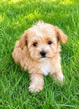 Toby -  Maltese and Miniature Poodle Dog for Adoption in New Baltimore, Michigan - Toby | PetCurious