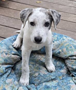 LINDEN -  Catahoula Leopard Dog and Retriever Dog for Adoption in Lincoln, Nebraska - LINDEN | PetCurious