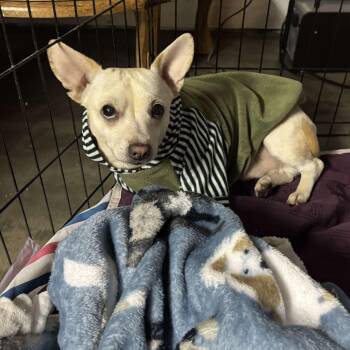 Rescue Chihuahua Dogs for Adoption in Grand Forks, North Dakota - Dodger | PetCurious