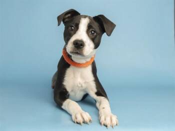 PWINCESS -  Pit Bull Terrier and Mixed Breed Dog for Adoption in Phoenix, Arizona - PWINCESS | PetCurious