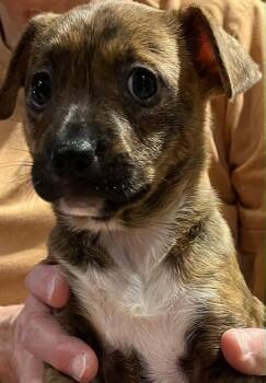 Nacie Mae -  Labrador Retriever Dog for Adoption in West Palm Beach, Florida - Nacie Mae | PetCurious