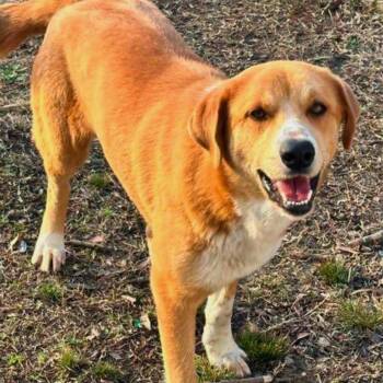 Rescue Hound and Labrador Retriever Dogs for Adoption in York, South Carolina - Catalina | PetCurious