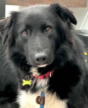 Rescue Border Collie Dogs for Adoption in Goleta, California - NIght | PetCurious
