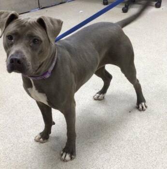 LUZ -  Pit Bull Terrier Dog for Adoption in Riverside, California - LUZ | PetCurious