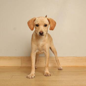 Penny D71462 -  Beagle and Mixed Breed Dog for Adoption in Minnetonka, Minnesota - Penny D71462 | PetCurious