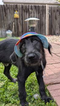 Rescue Labradoodle Dogs for Adoption in Evergreen, Colorado - Morel | PetCurious