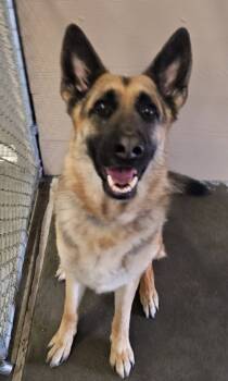 Rescue German Shepherd Dog Dogs for Adoption in Green River, Wyoming - Zara | PetCurious