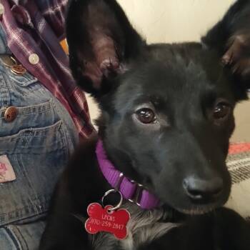 Rescue Australian Kelpie Dogs for Adoption in Durango, Colorado - Twix | PetCurious