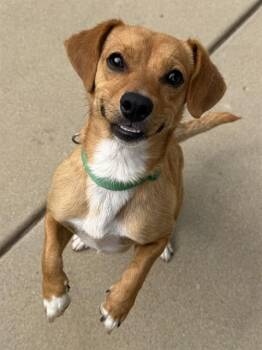 AMOS -  Dachshund and Chihuahua Dog for Adoption in Sacramento, California - AMOS | PetCurious