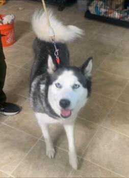 Mishka -  Husky Dog for Adoption in Marseilles, Illinois - Mishka | PetCurious