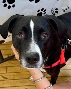 Rescue Black Labrador Retriever and Border Collie Dogs for Adoption in Blue Island, Illinois - Kobe | PetCurious