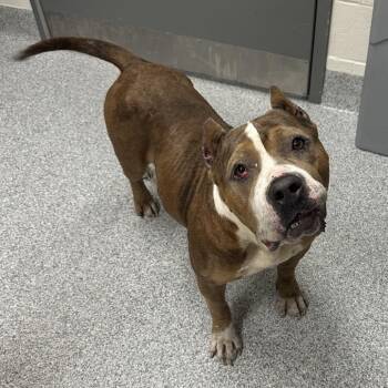 Luv -  American Staffordshire Terrier Dog for Adoption in Grand Rapids, Michigan - Luv | PetCurious