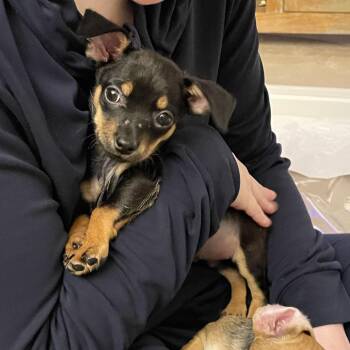Frijol -  Chihuahua Dog for Adoption in Potomac, Maryland - Frijol | PetCurious
