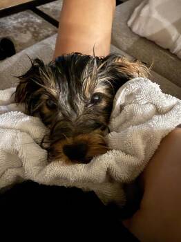 Yorkie-Mars -  Yorkshire Terrier Dog Available for Adoption in Omaha, Nebraska - Yorkie-Mars | PetCurious